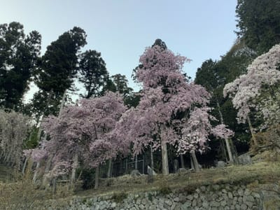 山梨県　金桜神社　