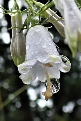 雨の高尾山の花１
