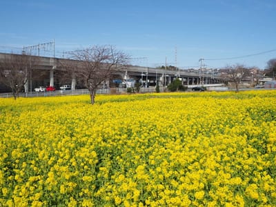 川和町の菜の花2021