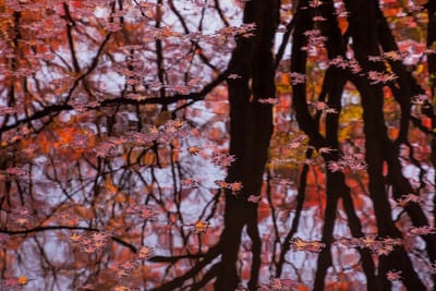 沼の水鏡を彩る紅葉2021 _06