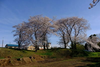 愛宕山古墳の桜