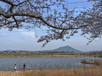 今年も筑波山をバックに母子島遊水池の桜～毎年代わり映えしませんが～