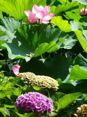 不忍池の蓮と紫陽花の競演
