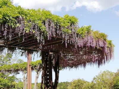 藤棚１　　　万葉公園のフジとひょうたん池公園の芝桜をメインに　千葉県印西市　　　2021年4月30日