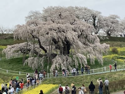 三春の滝桜　2023年4月5日