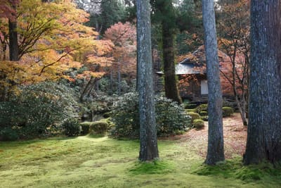 京都旅行　⑦　大原　三千院　と　実光院