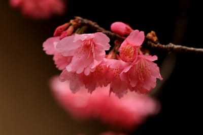 春を待つ桜