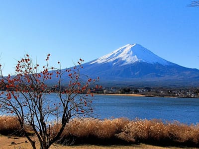 赤富士と一本の柿の木