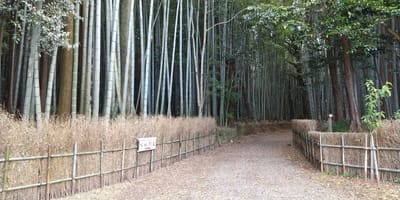 松阪の竹林