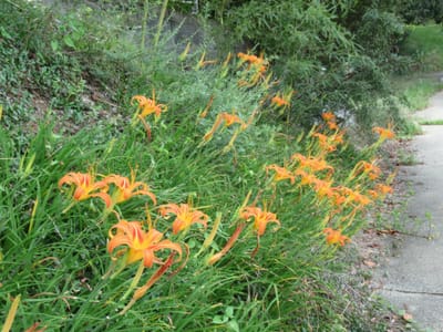 初秋の里山の花たち ノカンゾウ