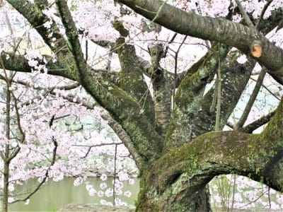 姫路城の桜⑧