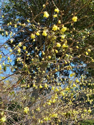 ”ヒュウガミズキ” 日向水木、学名: Corylopsis pauciflora