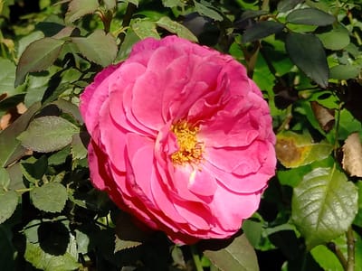 　　🌹 　横浜イングリッシュガーデン　🌹　薔薇・バラ