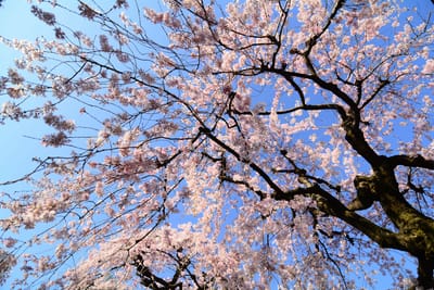 団地の垂れ桜🌸満開です(1)
