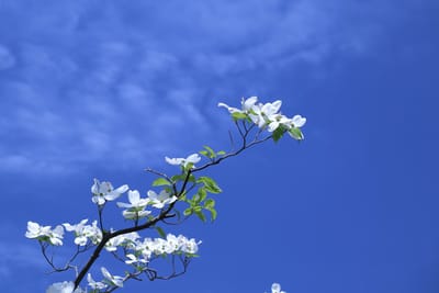 白い雲と花水木