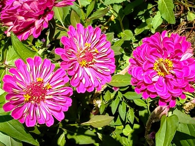 　"四季の花々"が楽しめる、横浜イングリッシュガーデン