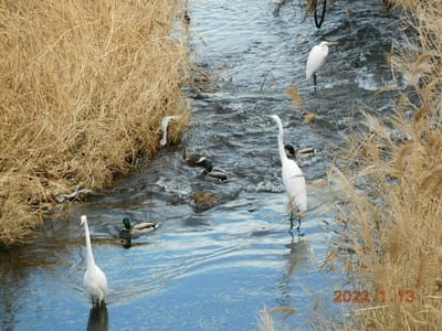 湯殿川の水鳥