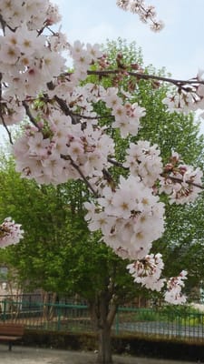 ③ソメイヨシノ桜