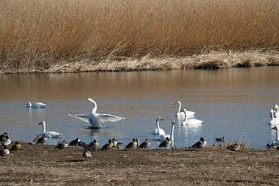 ガバ沼と多々良沼の白鳥