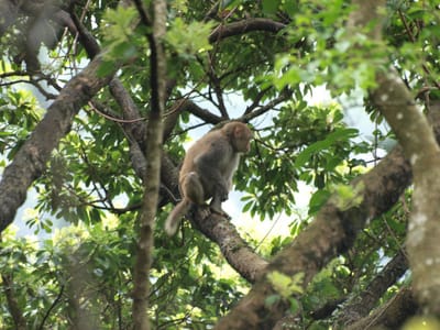 タイポーカウの猿