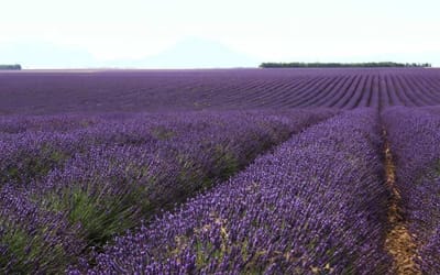 南フランス・Provence・Valensole　のラベンダー畑
