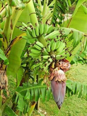 裏庭のバナナ