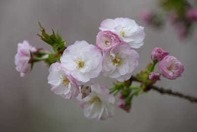八重桜（やえざくら）