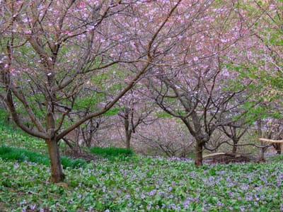 桜とカタクリの饗宴