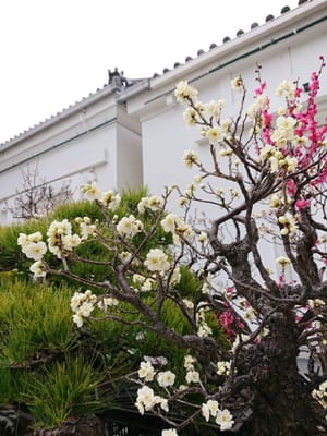 天満宮の盆梅展と家の花