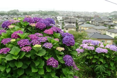 丘の上の紫陽花　①