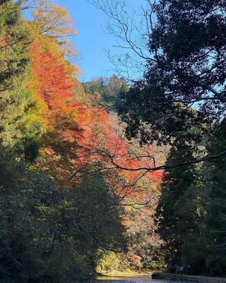 秋の千葉県養老渓谷