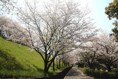 フォト桜旅日記『　菊池公園の桜　』ｘｙｗ２６０１