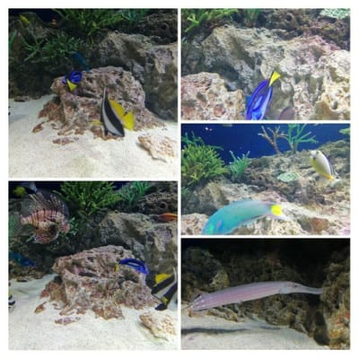熱帯魚色々　　　魅力的な海の生き物たち    マリンワールド海の中道③ー１ (帰省２日目   2022年４月８日