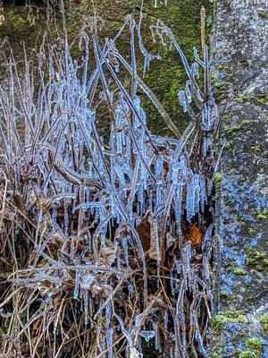 寒波後で草木も凍る
