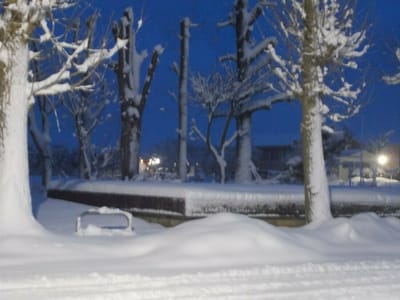夜明けの銀杏並木雪景色