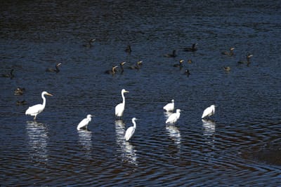 ため池の水鳥（２）