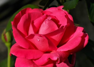　　🌹　　横浜市西区 岡野公園の、"薔薇 バラ ばら"　　🌹