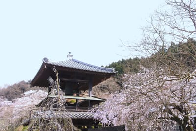 桜と阿修羅道