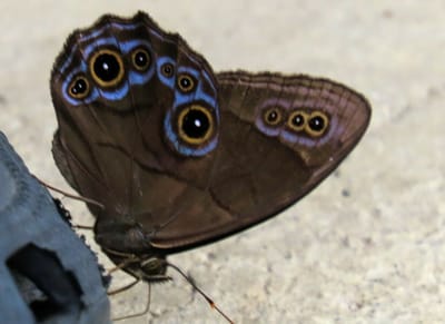 とぼけ顔の蝶，ヒカゲチョウ
