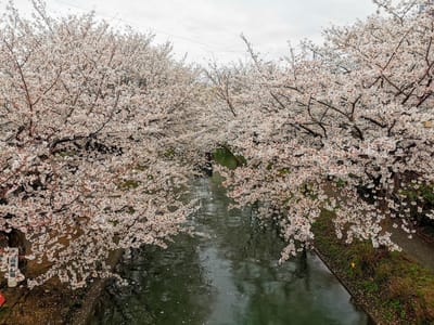 濠川弁天橋からの桜並木（京都市伏見区）
