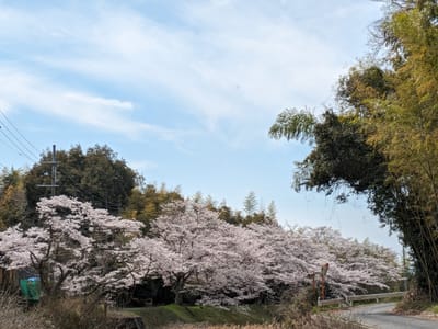 不動川公園の桜