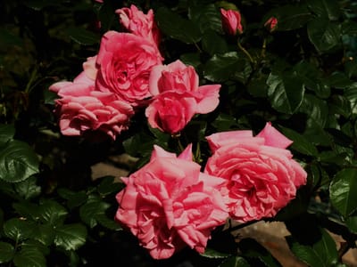✿ 地元、横浜市岡野公園の"春の薔薇"が見頃！