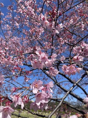 桜パトロール🌸