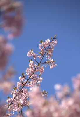 権現堂の桜