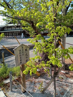 嵐が植樹した木🌲〜宮地嶽神社