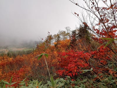 「紅葉と霧に煙る浮島湿原」山燃える栂池自然園  北アルプス３大絶景ツアー3日目(最終日)   2021年10月9日