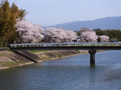 大和川沿いの桜並木