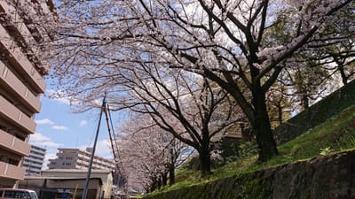 熊本城で桜咲きました