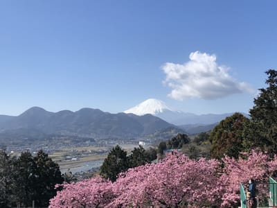 松田山の河津桜🌸