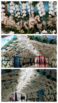 「フラワーパサージュ」　花の装飾、キャラクターショー　inハウステンボス　(長崎県福岡県ツアー2日目)　　2024年3月8日